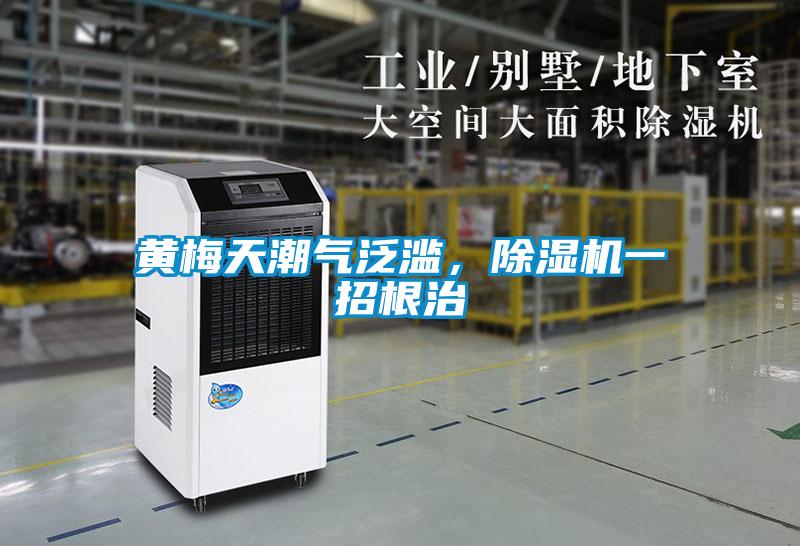 黃梅天潮氣泛濫，除濕機一招根治